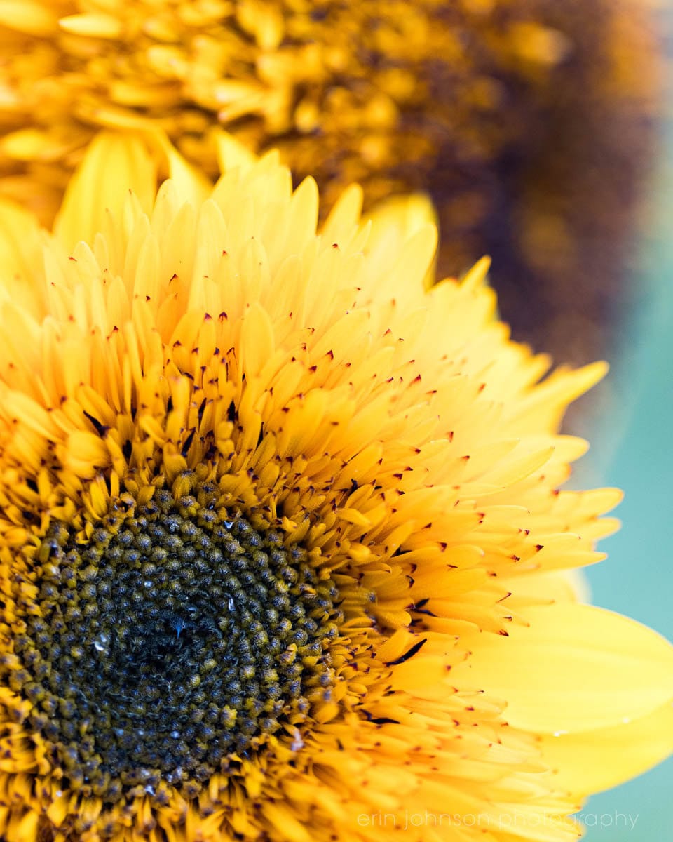 Yellow Sunflower Print, Garden Nature Gift, Floral Art Prints, Gallery Wrapped Canvas or Unframed Photograph - eireanneilis