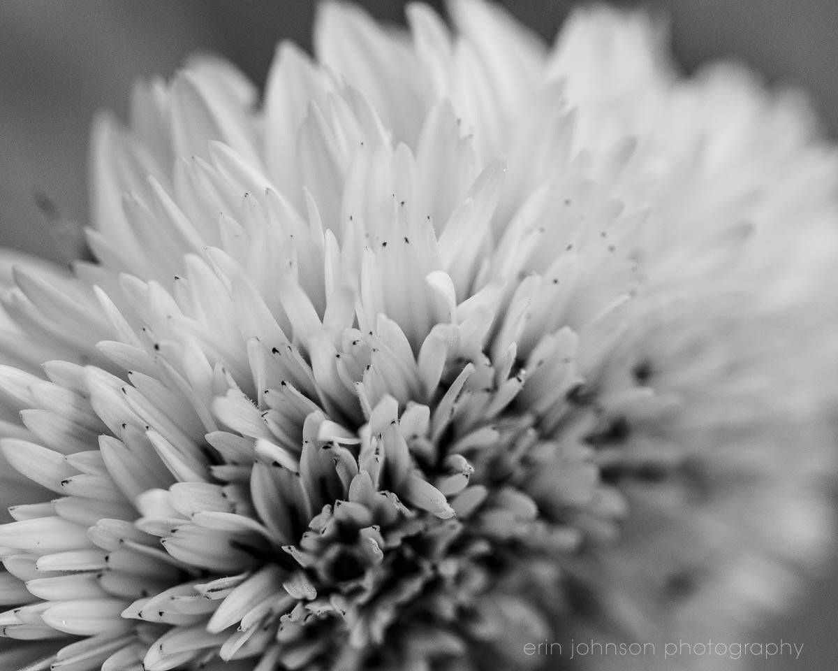 Macro sunflower photograph – fine art floral print or canvas wall décor