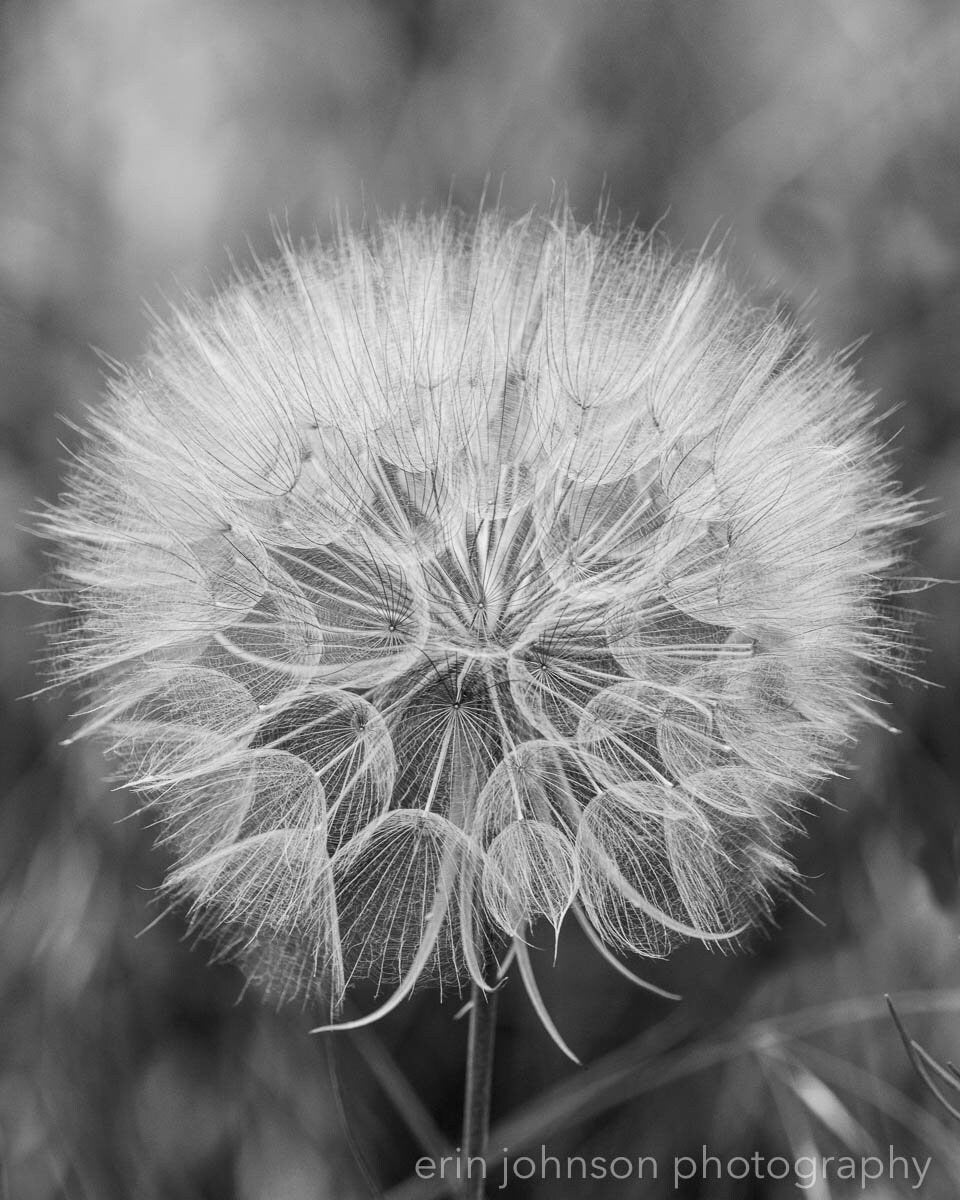 a black and white photo of a dandelion