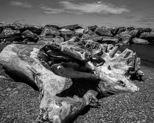 A black and white photograph of a large driftwood log on a sandy beach with a clear sky in the background.