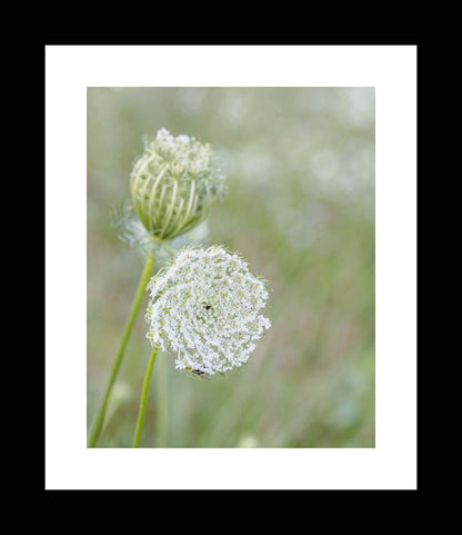 Unframed Botanical Floral Print or Canvas, Green Queen Annes Lace Art, Wildflower Floral Print, Nature Photography - eireanneilis