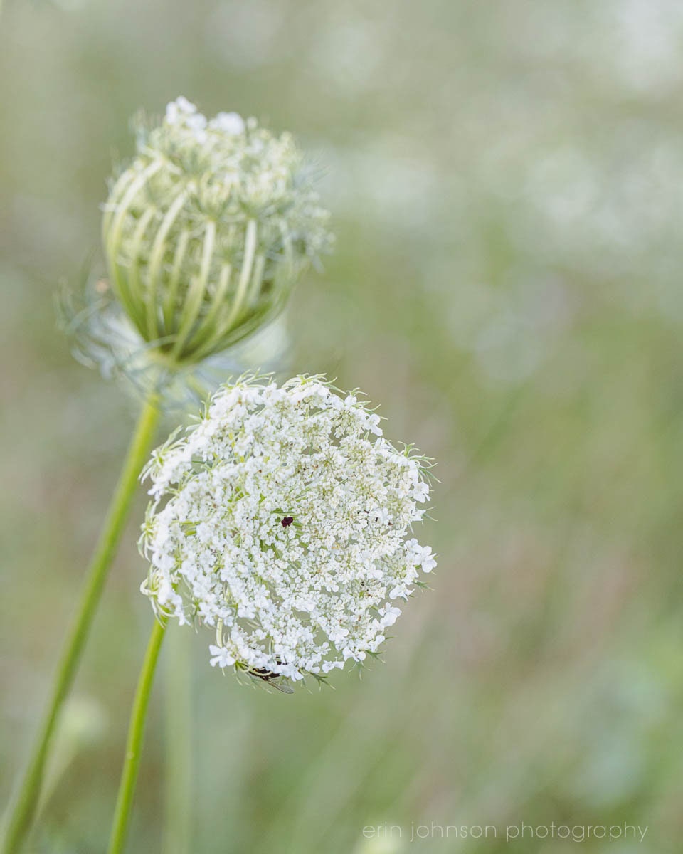 Unframed Botanical Floral Print or Canvas, Green Queen Annes Lace Art, Wildflower Floral Print, Nature Photography - eireanneilis