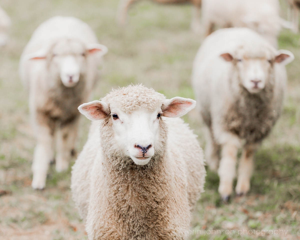 Rustic Farmhouse Photography Prints, Sheep Portrait Photo, Animal Wall Art, Nursery Decor, Unframed Prints or Canvas Wrap - eireanneilis