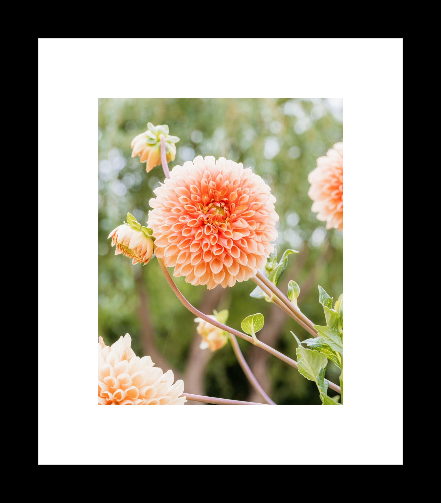 Orange Dahlia Flower Photography Print, Botanical Garden Gift, Floral Nature Art Prints, Gallery Wrapped Canvas or Unframed Photograph - eireanneilis