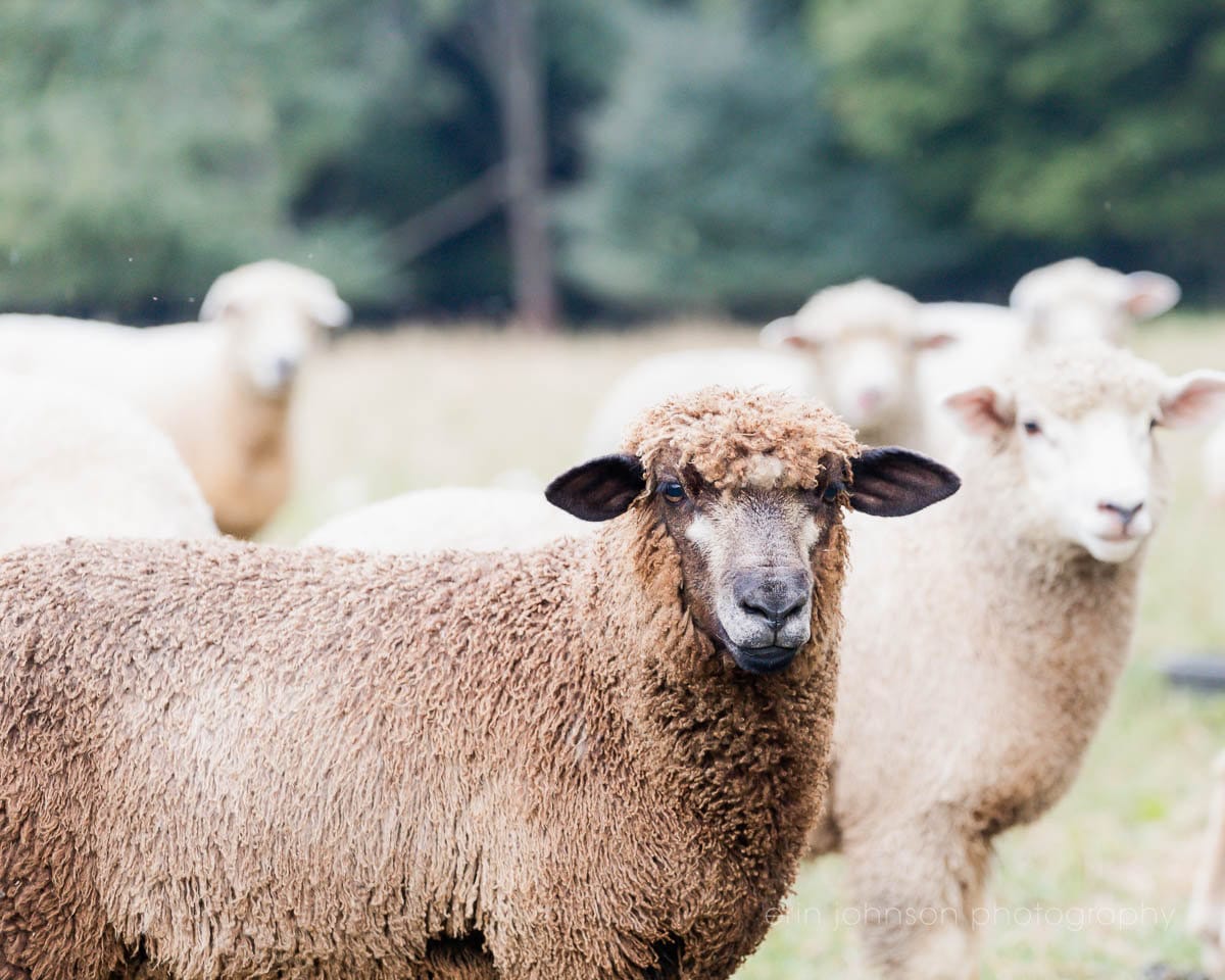 Black Sheep Farmhouse Photography Print – rustic country wall art available as print or canvas
