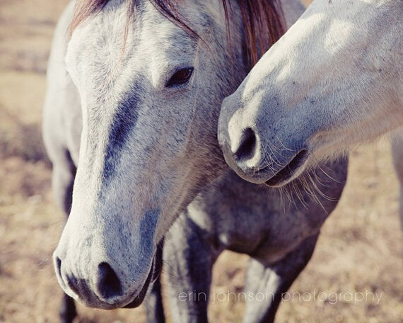 Kissing Horses Pillow Cover – Rustic Farmhouse Animal Photography in Soft Velveteen (Insert Not Included)
