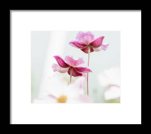a couple of pink flowers sitting next to each other
