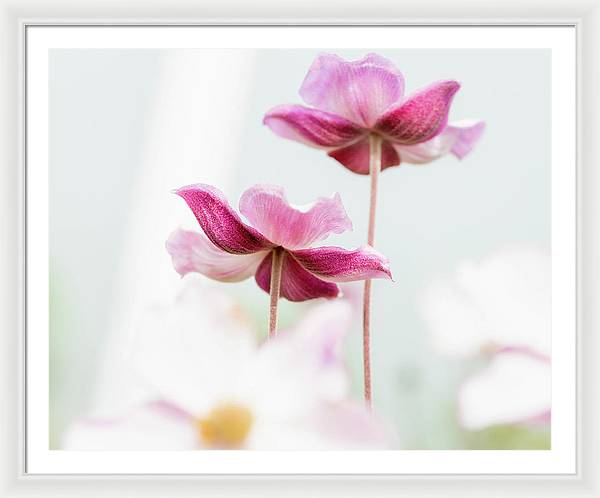 Pink Flower Framed Photography Print - Japanese Anemone Wall Art - Ready to Hang