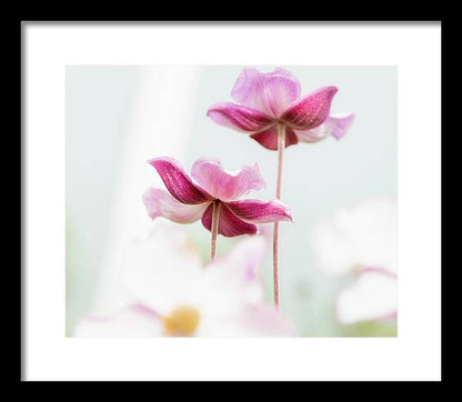 Japanese Anemone - Flower Framed Print