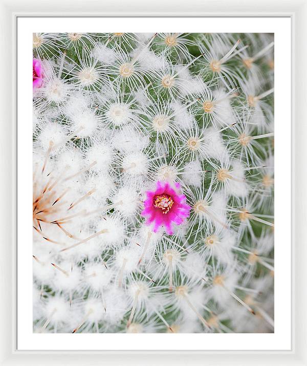Old Lady Cactus | Botanical Framed Photography Print | Desert Plant Wall Art