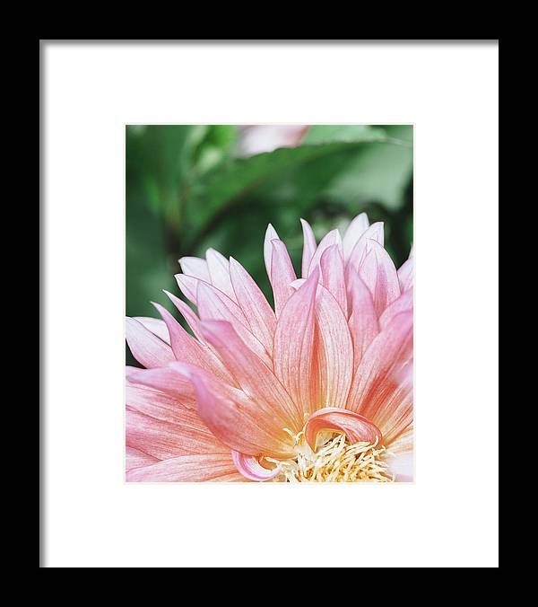 a pink flower with green leaves in the background