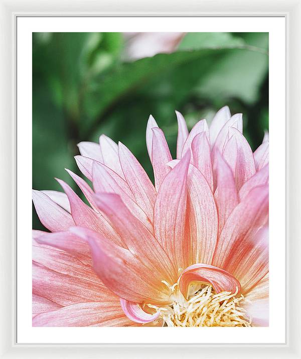 Pink Dahlia Closeup - Framed Print