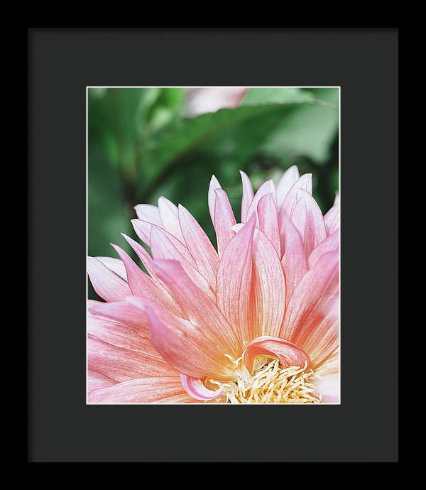 Pink Dahlia Closeup - Framed Print