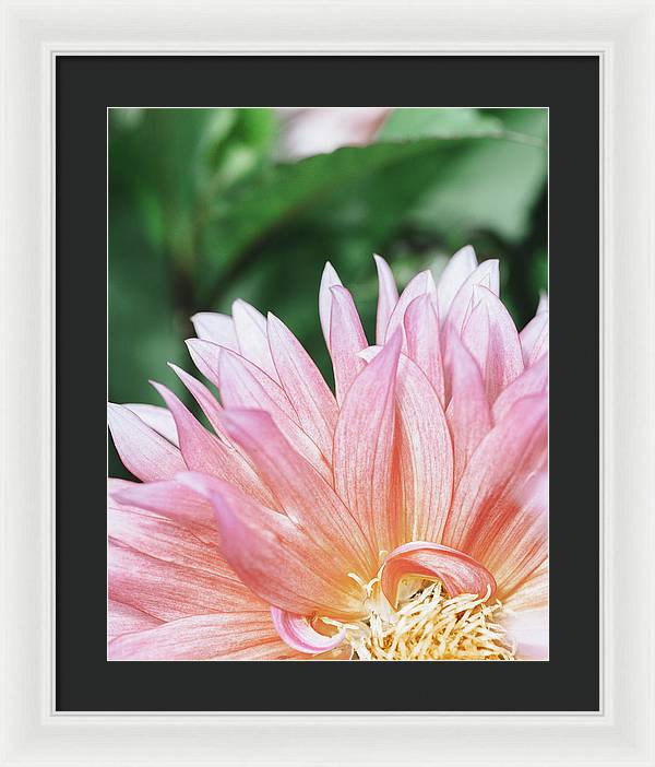 Pink Dahlia Closeup - Framed Print