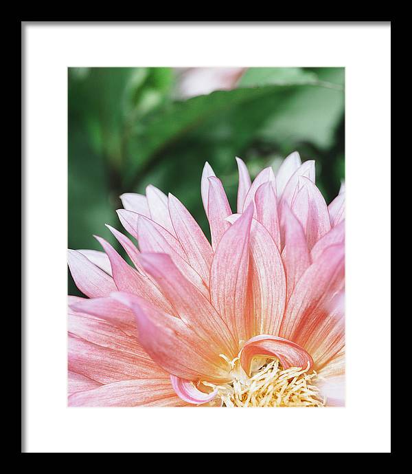 Pink Dahlia Closeup - Framed Print