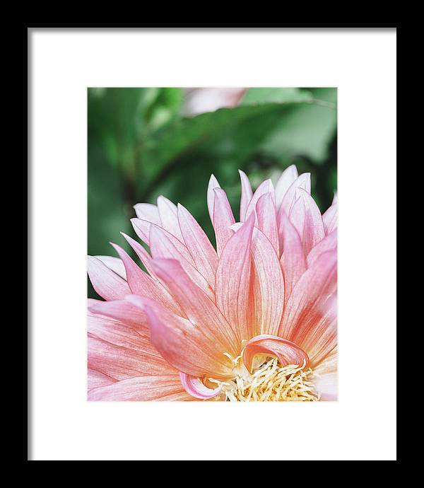 Pink Dahlia Closeup - Framed Print
