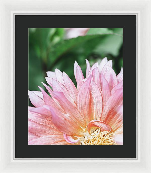 Pink Dahlia Closeup - Framed Print