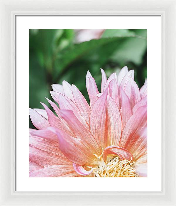 Pink Dahlia Closeup - Framed Print