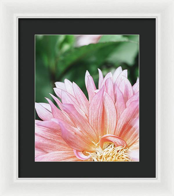 Pink Dahlia Closeup - Framed Print