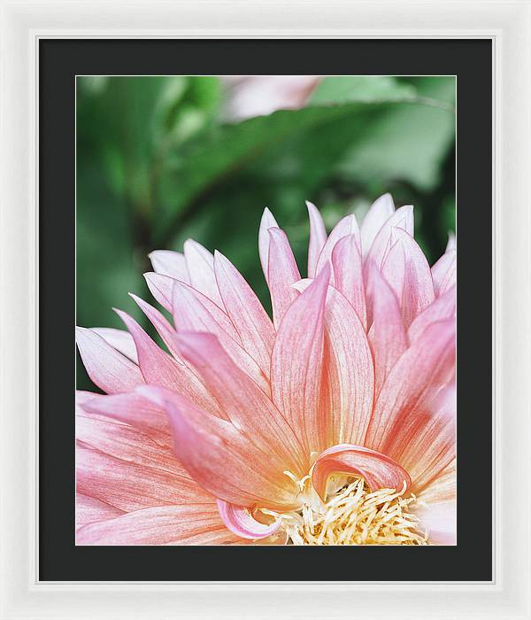 Pink Dahlia Closeup - Framed Print