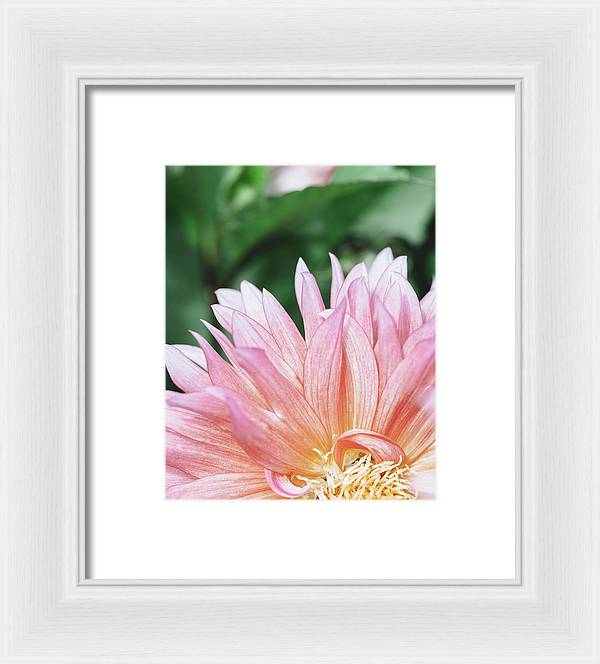 Pink Dahlia Closeup - Framed Print