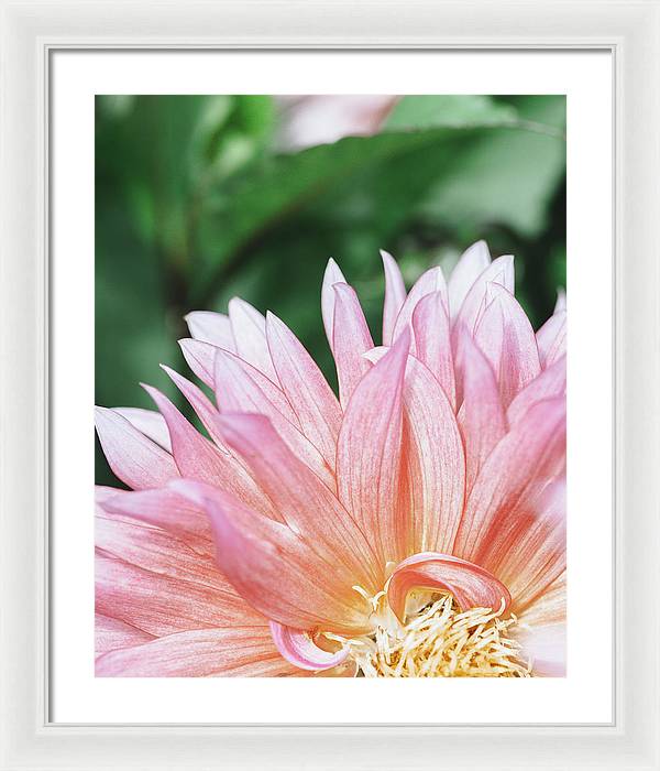Pink Dahlia Closeup - Framed Print