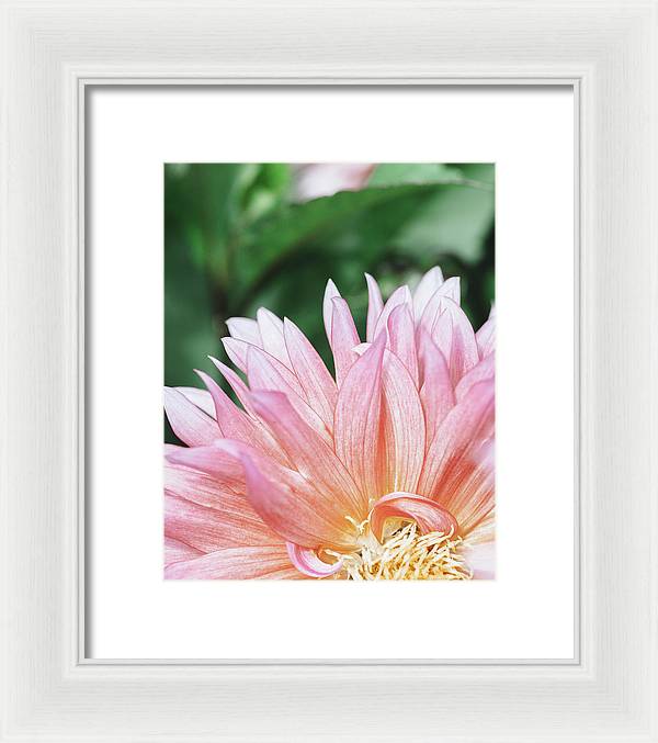 Pink Dahlia Closeup - Framed Print
