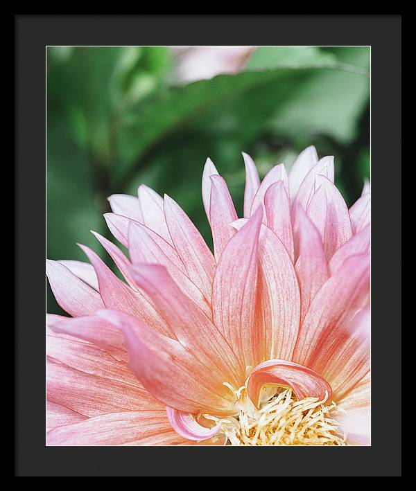 Pink Dahlia Closeup - Framed Print