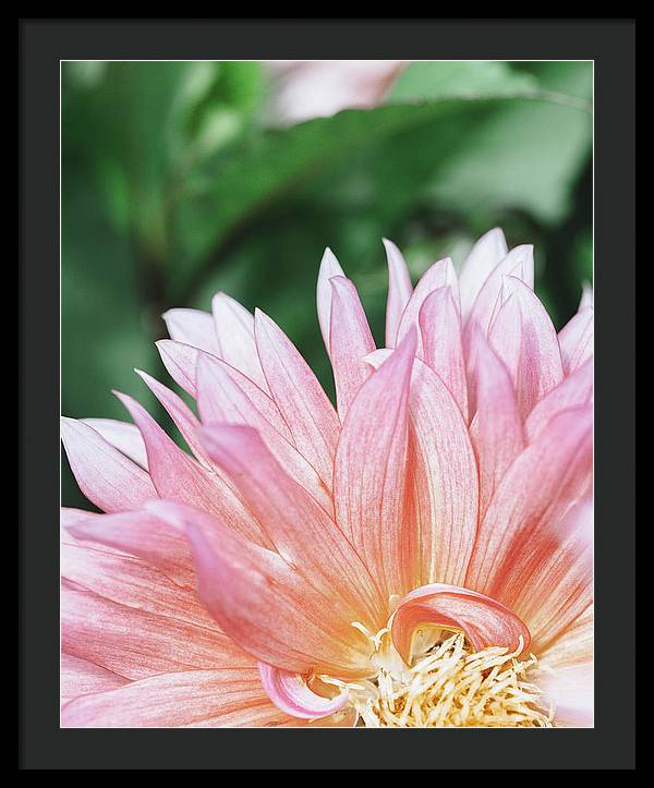 Pink Dahlia Closeup - Framed Print