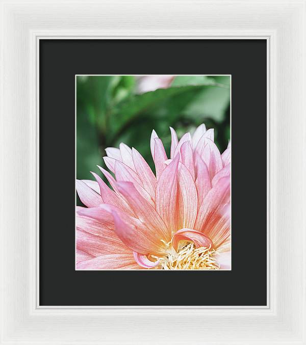 Pink Dahlia Closeup - Framed Print