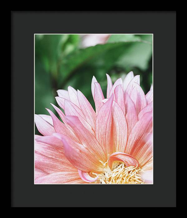 Pink Dahlia Closeup - Framed Print