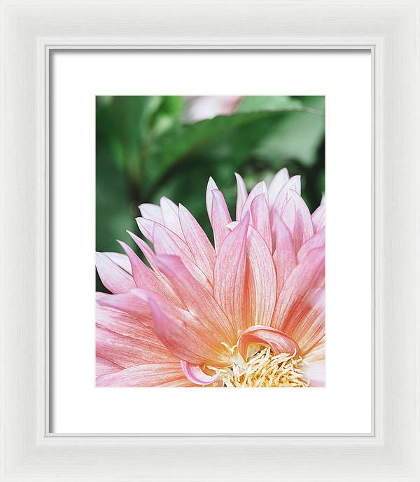 Pink Dahlia Closeup - Framed Print