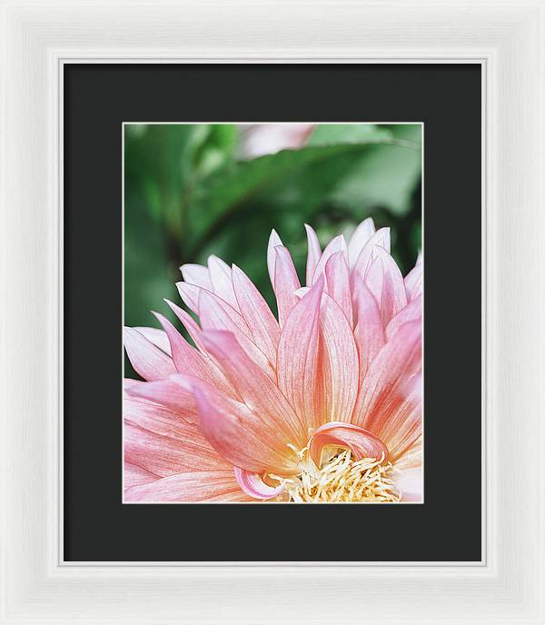 Pink Dahlia Closeup - Framed Print