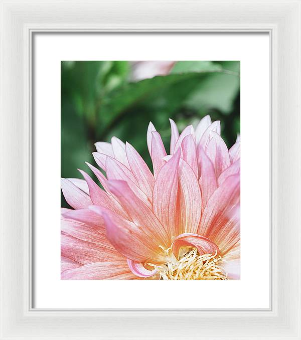 Pink Dahlia Closeup - Framed Print