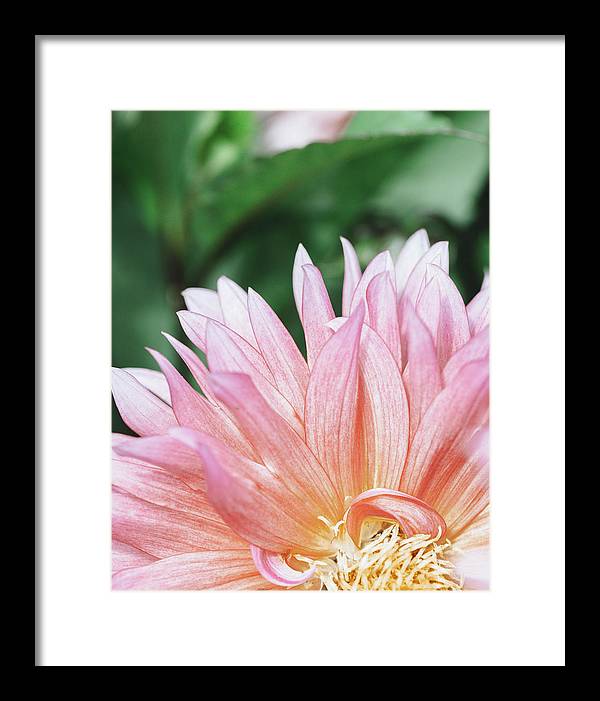 Pink Dahlia Closeup - Framed Print