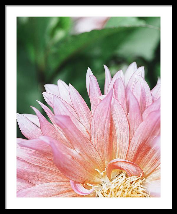 Pink Dahlia Closeup - Framed Print