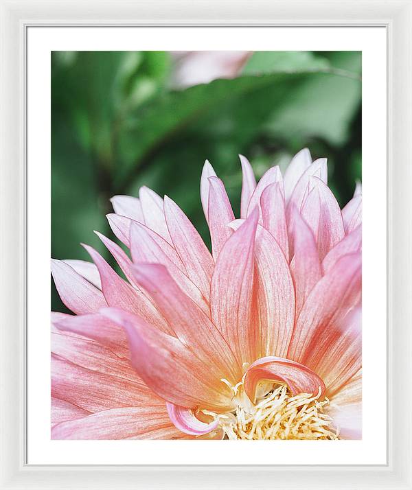 Pink Dahlia Closeup - Framed Print