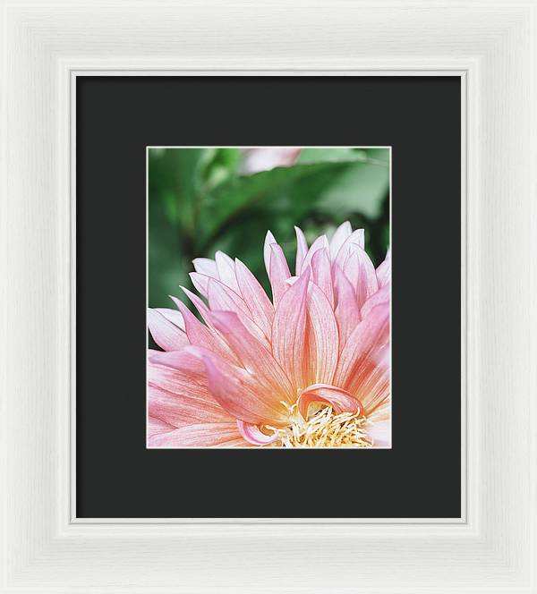 Pink Dahlia Closeup - Framed Print