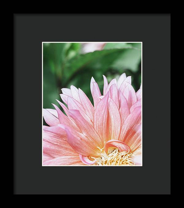Pink Dahlia Closeup - Framed Print