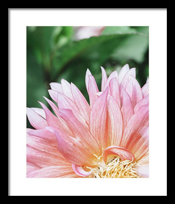 Pink Dahlia Closeup - Framed Print