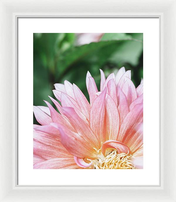 Pink Dahlia Closeup - Framed Print