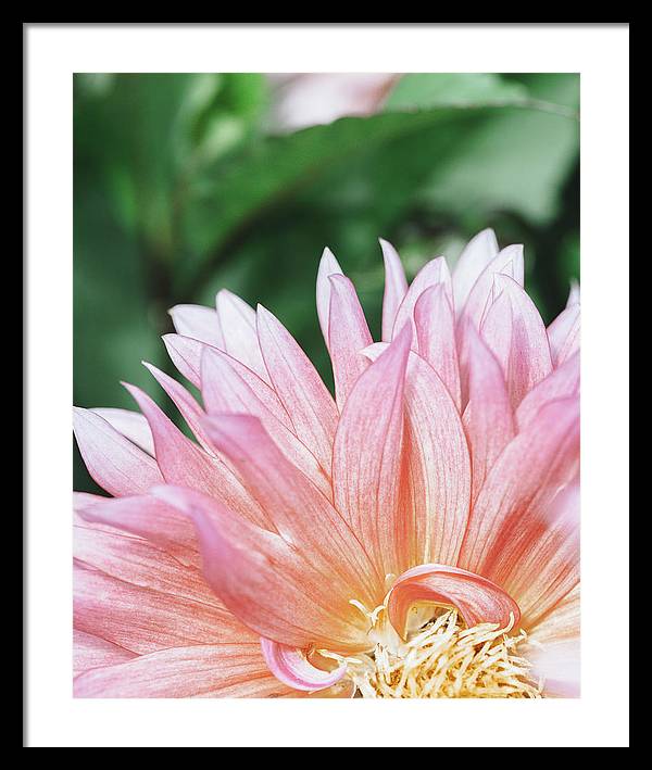 Pink Dahlia Closeup - Framed Print