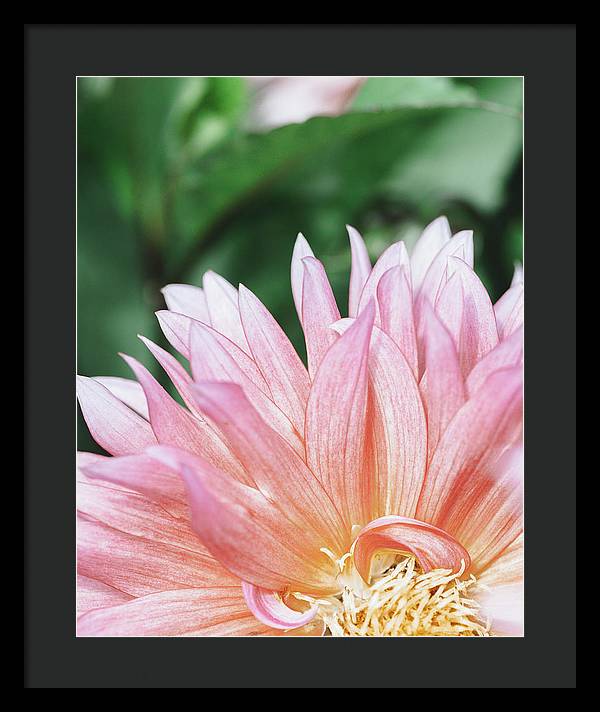 Pink Dahlia Closeup - Framed Print