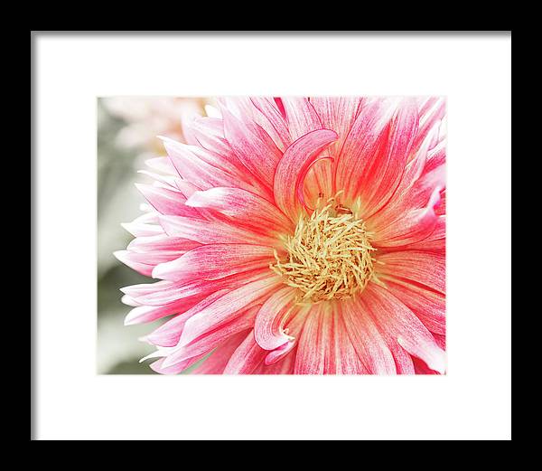 Pink Dahlia Closeup II - Framed Print