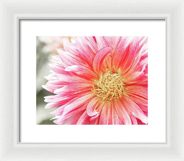 Pink Dahlia Closeup II - Framed Print