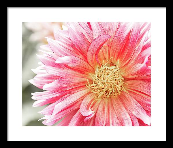 Pink Dahlia Closeup II - Framed Print