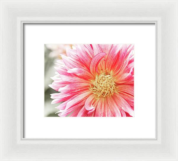 Pink Dahlia Closeup II - Framed Print