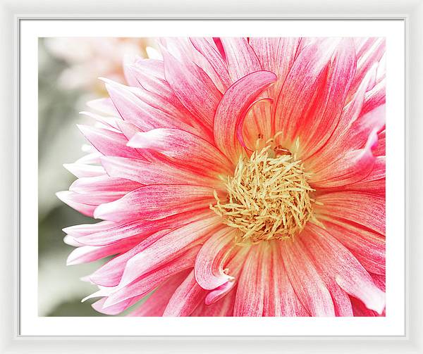Pink Dahlia Closeup II | Floral Photography Print | Elegant Flower Wall Art