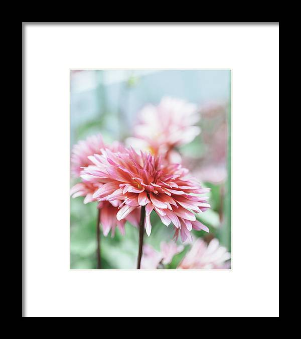 a pink flower with a blurry background
