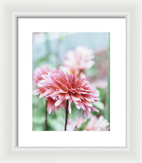 Pink Dahlia - Framed Print